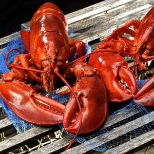 2 Pound Live Lobsters