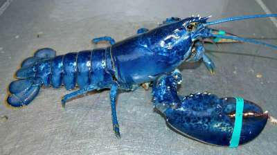 Blue Colored Lobster