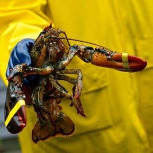 Buy Best Lobsters