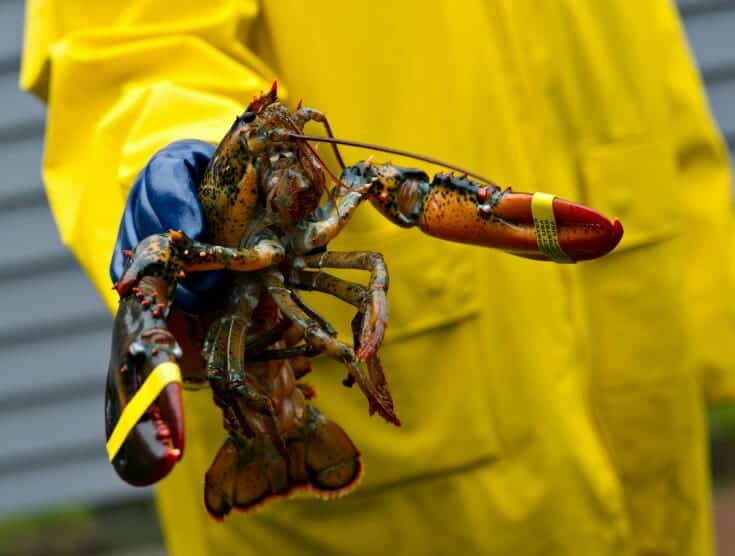 Buy Best Lobsters