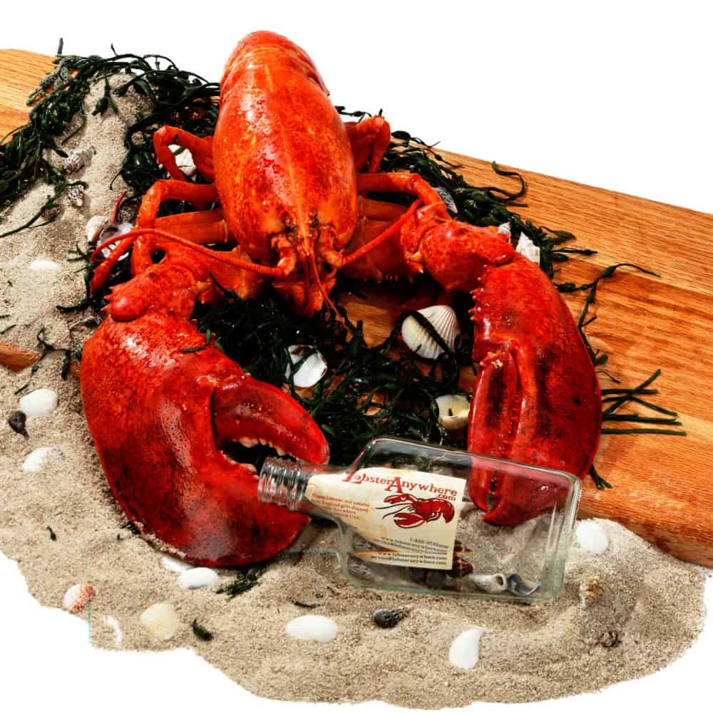 Buy Giant Live Lobster