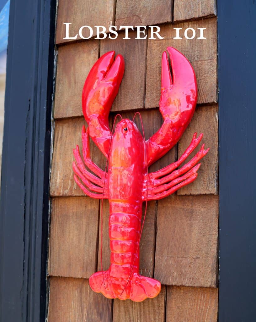 Learn About Maine Lobsters