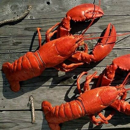 Live Lobster 1.5 Pounds