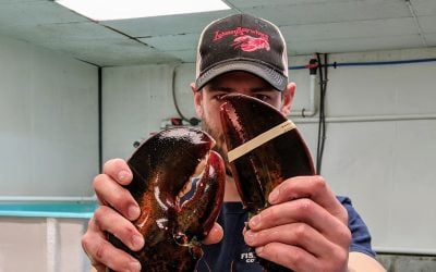 Lobster Delivery Father's Day