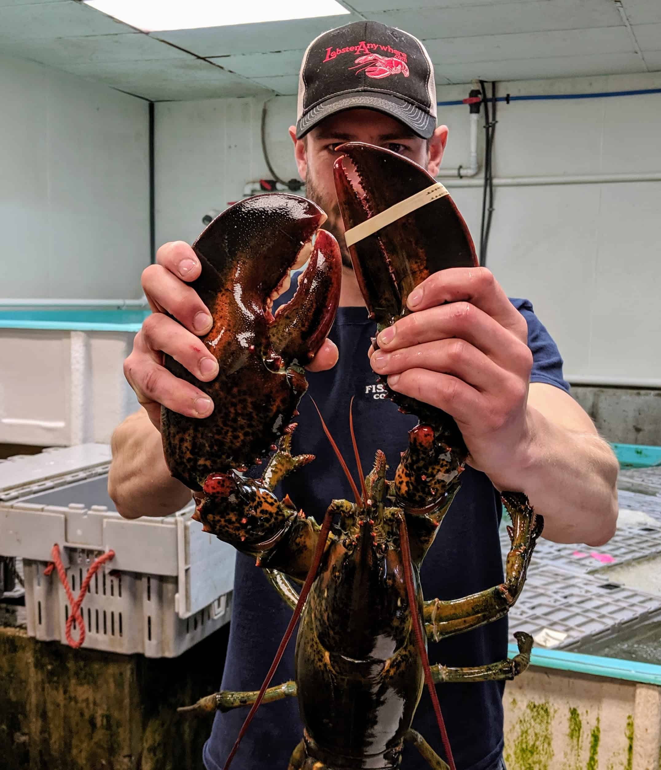 Lobster Delivery Father's Day