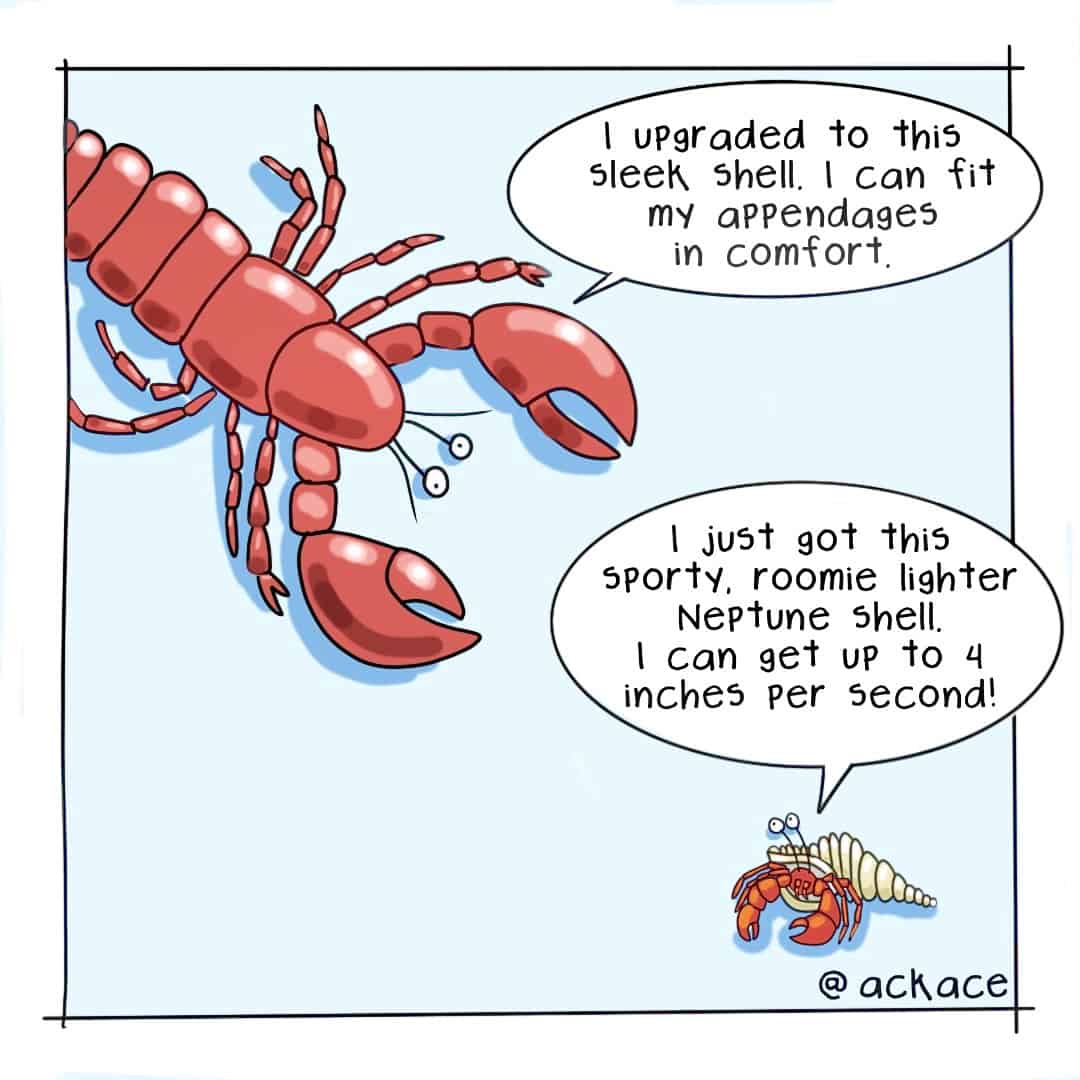 Lobster Molt