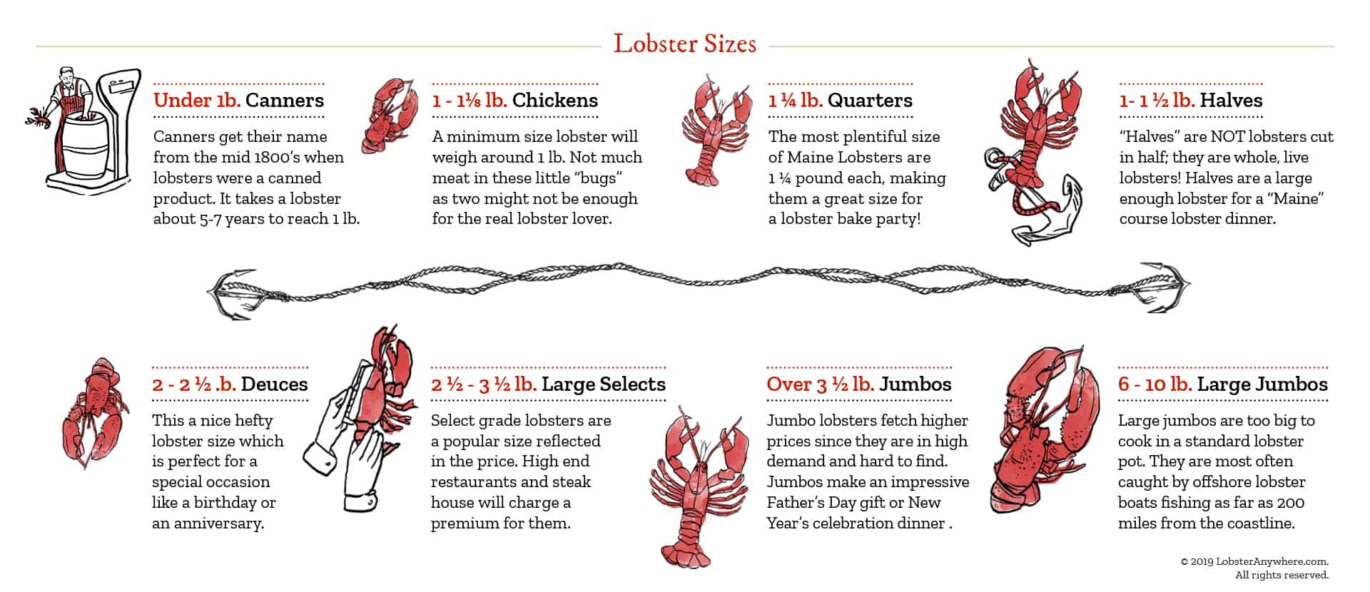 Lobster Size Chart
