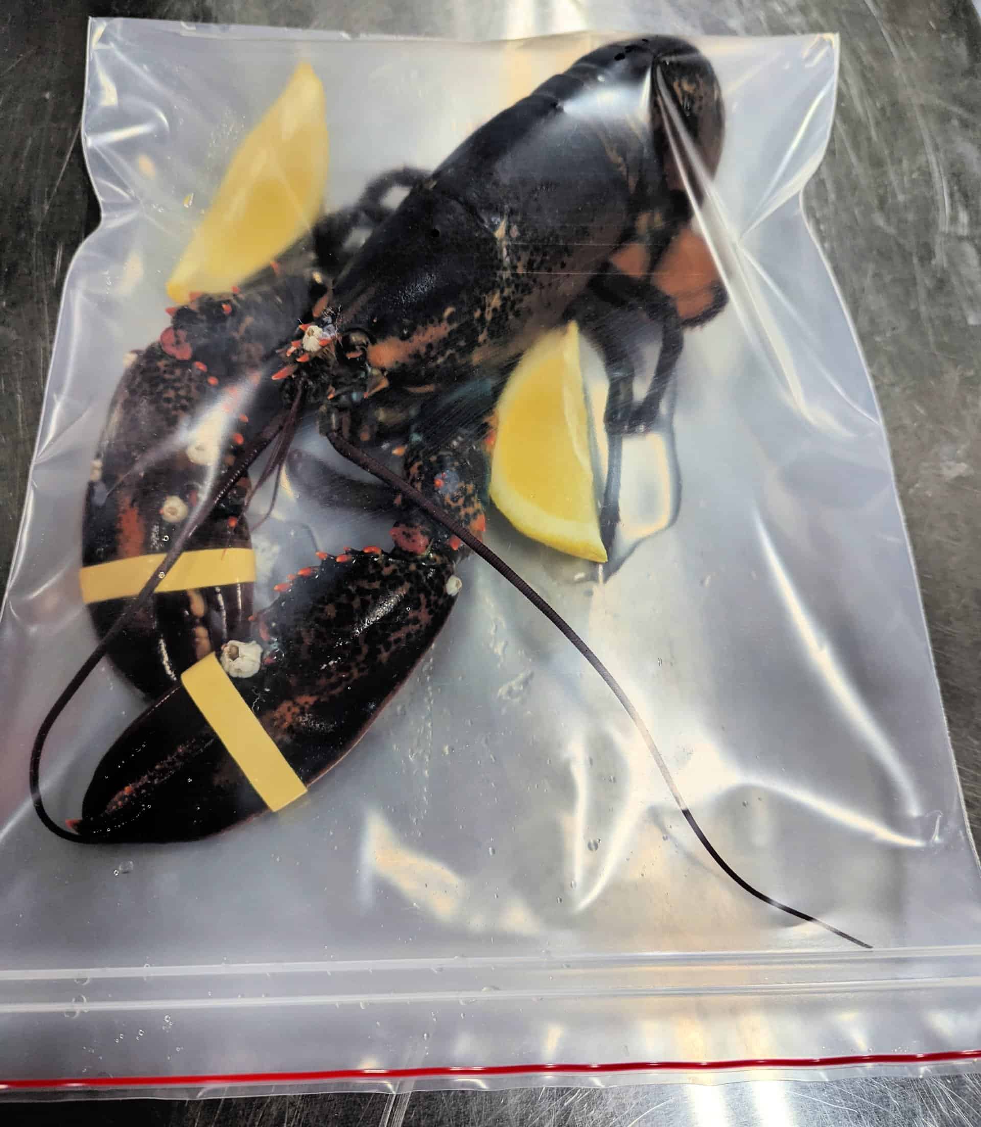 Lobster Steamed Microwave