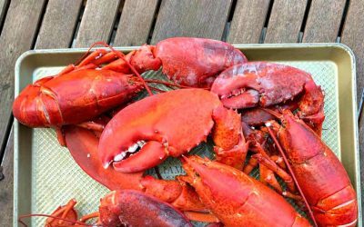 Maine Lobster for National Lobster Day