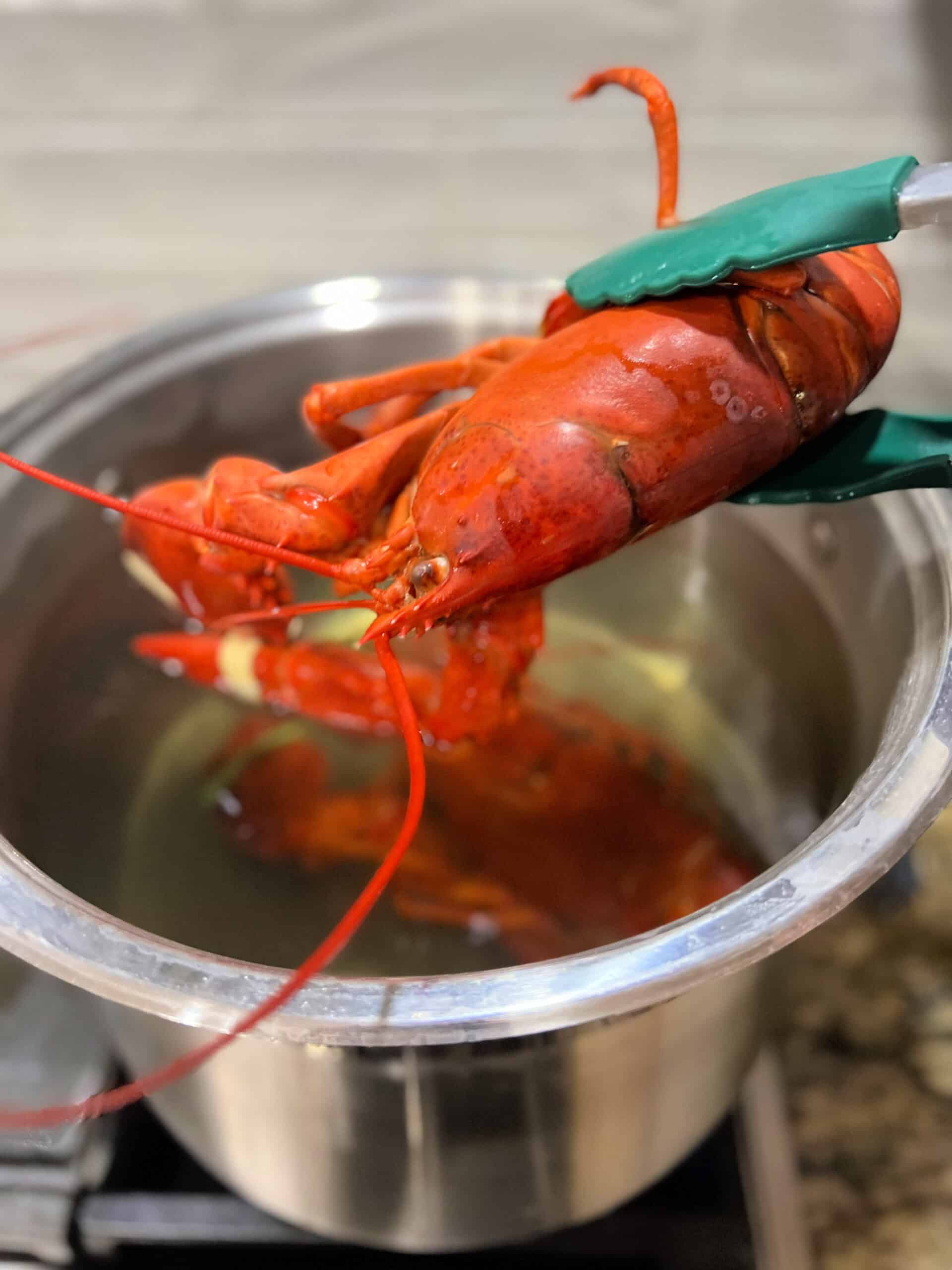Boiled Lobster 