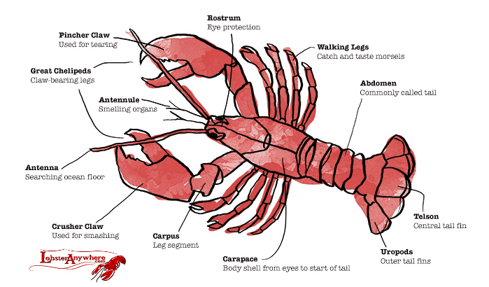 Parts-Lobster